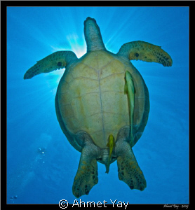 turtle with remoras by Ahmet Yay 
